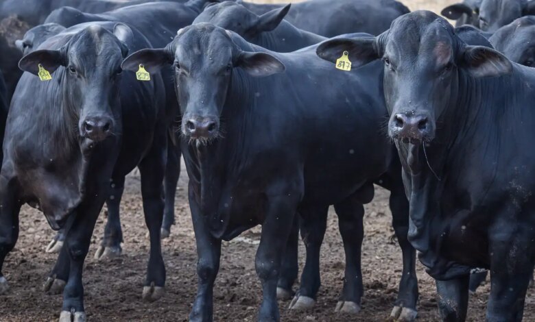 CMN reduz juros de financiamentos a cooperativas rurais pelo Pronaf