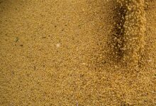 Agro cresce 11,7%, impulsiona PIB e ganha participação na economia