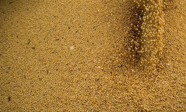 Agro cresce 11,7%, impulsiona PIB e ganha participação na economia