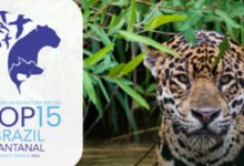 Queda na conservação de espécies migratórias pautará encontro da ONU