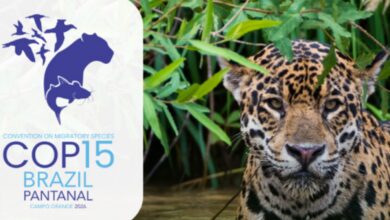 Queda na conservação de espécies migratórias pautará encontro da ONU