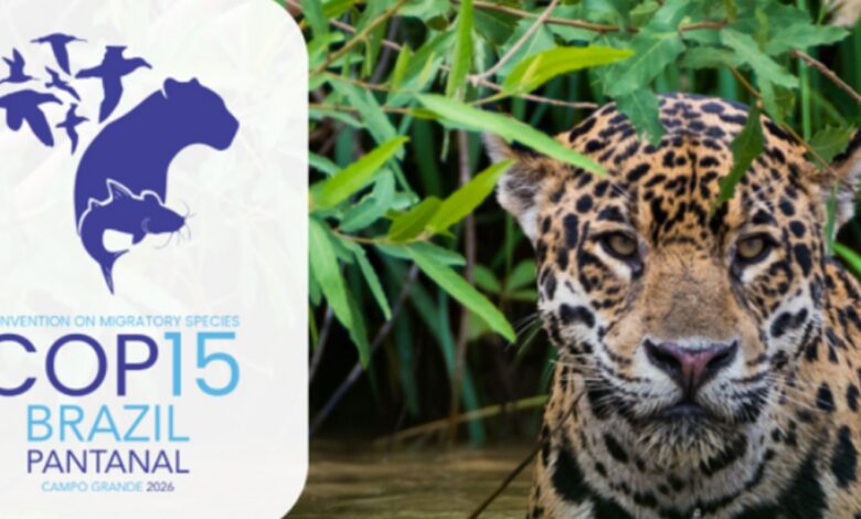 Queda na conservação de espécies migratórias pautará encontro da ONU