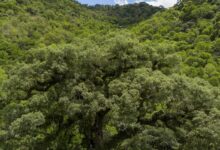 Seleção TV Brasil: conheça os 12 contemplados na linha sobre natureza