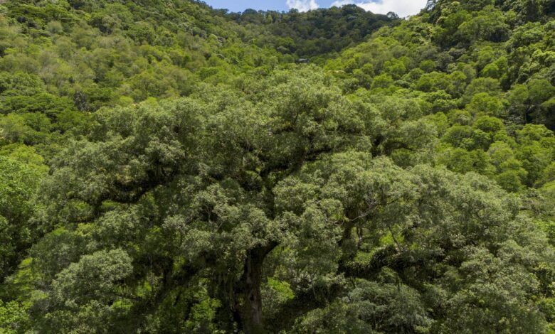 Seleção TV Brasil: conheça os 12 contemplados na linha sobre natureza