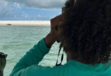 Elefante-marinho volta a ser avistado no litoral alagoano