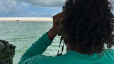 Elefante-marinho volta a ser avistado no litoral alagoano