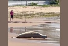 Após dias desaparecido, elefante-marinho é encontrado morto em Alagoas