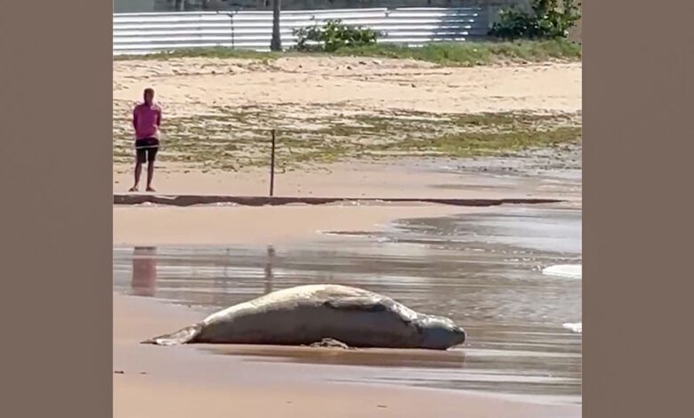Após dias desaparecido, elefante-marinho é encontrado morto em Alagoas