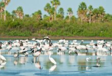 Conheça novas áreas de proteção ambiental no Cerrado e no Pantanal