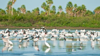 Conheça novas áreas de proteção ambiental no Cerrado e no Pantanal