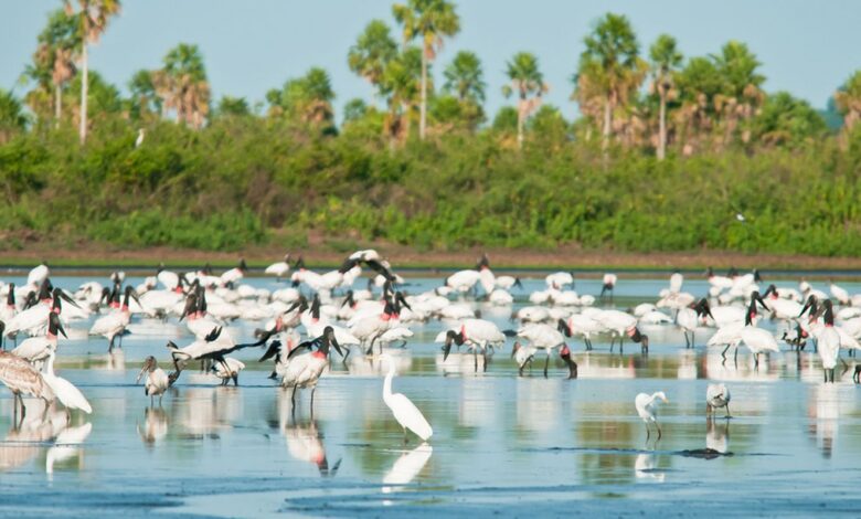 Conheça novas áreas de proteção ambiental no Cerrado e no Pantanal