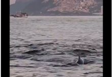 Golfinhos encantam banhistas no Rio e indicam boas condições de praia