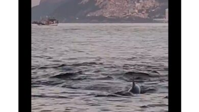 Golfinhos encantam banhistas no Rio e indicam boas condições de praia