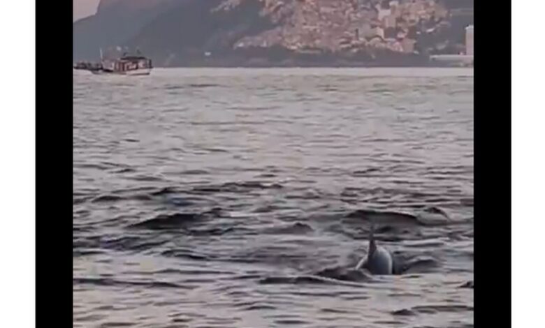 Golfinhos encantam banhistas no Rio e indicam boas condições de praia