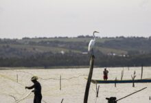 Sexto lote do seguro-defeso será disponibilizado na terça-feira