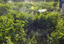 Comitê lista ações prioritárias para Programa de Redução de Agrotóxico