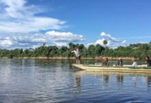 Peixes migratórios de água doce estão entre os mais ameaçados no mundo