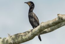 Atlas lançado na COP15 mostra rotas migratórias de aves vulneráveis