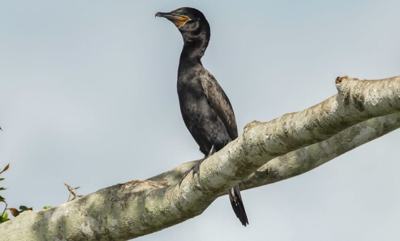 Atlas lançado na COP15 mostra rotas migratórias de aves vulneráveis