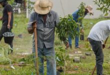 BB vai compensar emissões da COP15 no Brasil