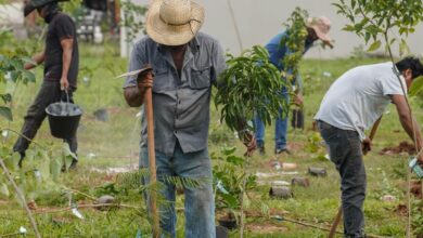 BB vai compensar emissões da COP15 no Brasil