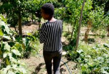 Horta comunitária reúne memória, cuidado e cidadania em favela do Rio