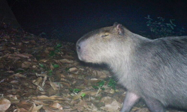 Capivara é agredida na zona norte do Rio e autores são presos