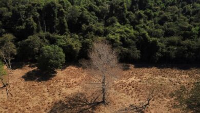 Estudo de longo prazo na Amazônia descarta teoria de savanização