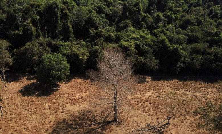 Estudo de longo prazo na Amazônia descarta teoria de savanização