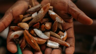 Instituto oferece bolsas para estimular bioeconomia amazônica