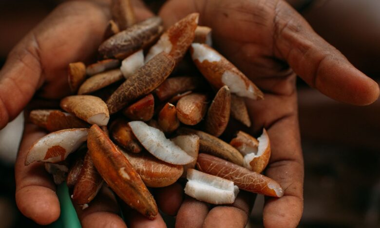 Instituto oferece bolsas para estimular bioeconomia amazônica