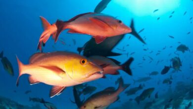 Lista de peixes e invertebrados ameaçados de extinção é atualizada