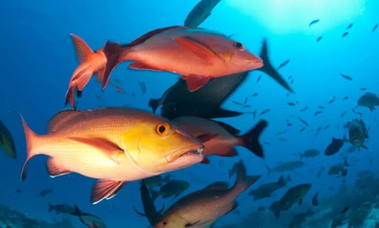 Lista de peixes e invertebrados ameaçados de extinção é atualizada