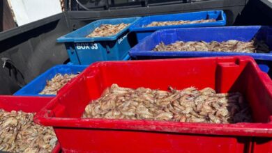 Pescadores são presos com 350 kg de camarão rosa no período do defeso