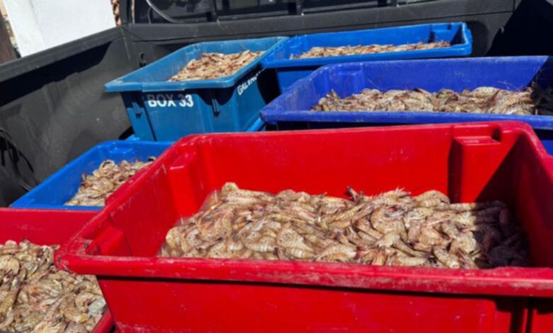 Pescadores são presos com 350 kg de camarão rosa no período do defeso