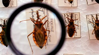 Saúde anuncia R$ 12 milhões para enfrentamento da doença de Chagas
