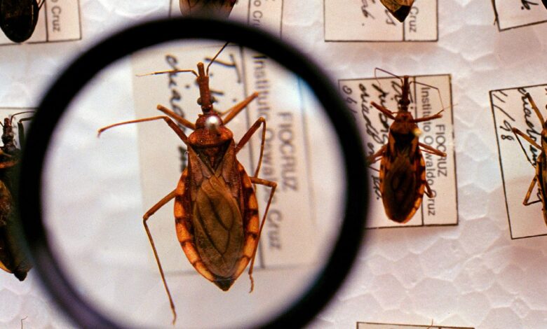 Saúde anuncia R$ 12 milhões para enfrentamento da doença de Chagas