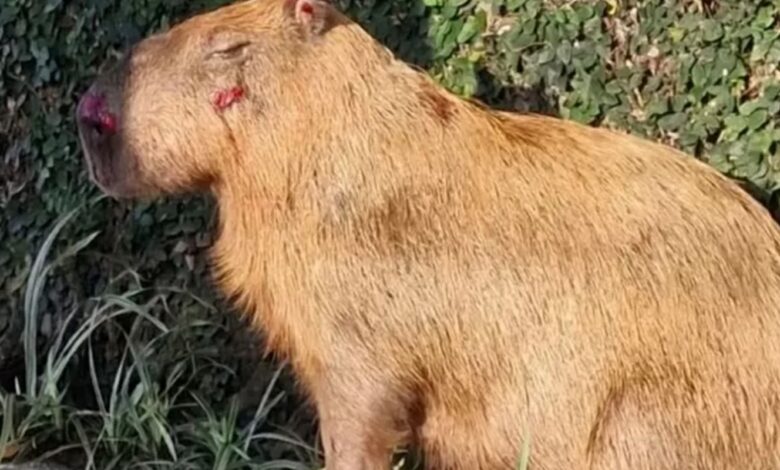 MPRJ denuncia agressores de capivara na Ilha do Governador no Rio