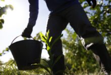 Governo apresenta plano para desenvolver bioeconomia no país