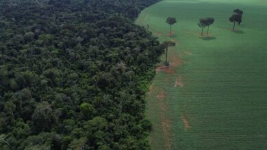 Brasil reduz em 42% perdas florestais em 2025, aponta estudo