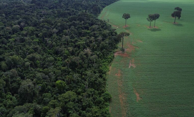 Brasil reduz em 42% perdas florestais em 2025, aponta estudo