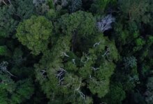 Política de cooperação com municípios reduz incêndios na Amazônia