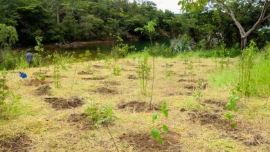 Parque não inclui área destinada a salvar BRB, diz associação