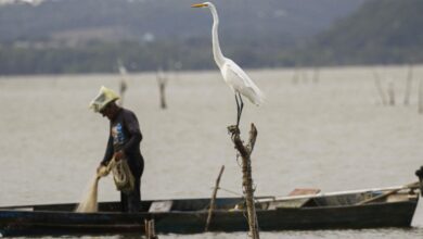 Mudanças aprovadas para o seguro-defeso previnem fraudes, diz relator