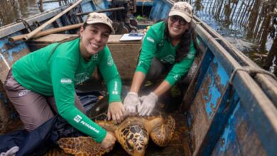 Tartarugas-cabeçudas reaparecem na Baía de Guanabara