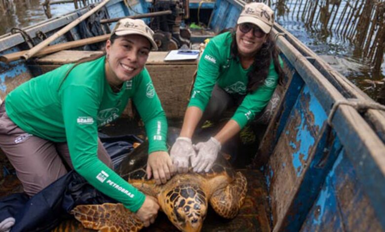 Tartarugas-cabeçudas reaparecem na Baía de Guanabara