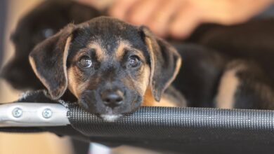 Governo abre consulta pública sobre genéricos e similares veterinários