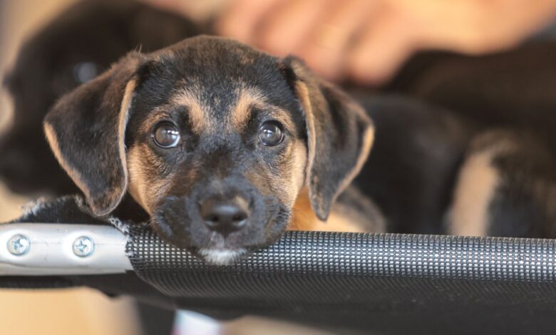 Governo abre consulta pública sobre genéricos e similares veterinários