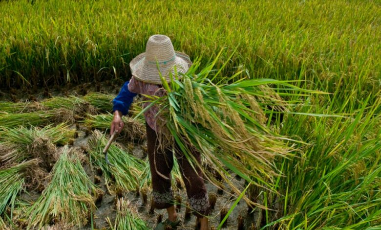 Garantia de direitos trabalhistas no campo ainda enfrenta desafios