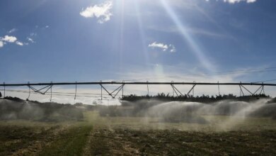 Ameaça sobre espécies dependentes do solo é desconhecida, diz estudo